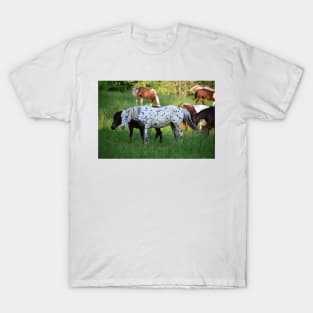 Spotted horse T-Shirt